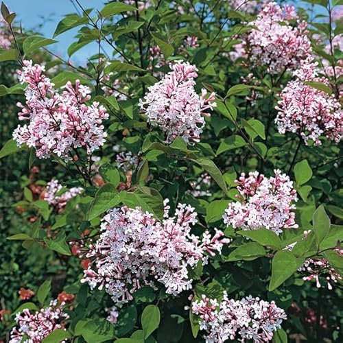 Lilla nano 'Superba' - Syringa microphylla 'Superba' 40-60 C -