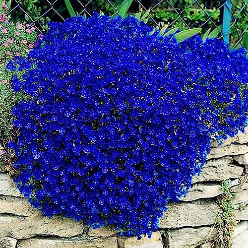100 Unids/bolsa Semillas de Berro Planta de Flor rastrera Decoración Jardín Perenne Tierra Roca Flor Plántulas Flor Árbol Frutal Semillas Vegetales Azul