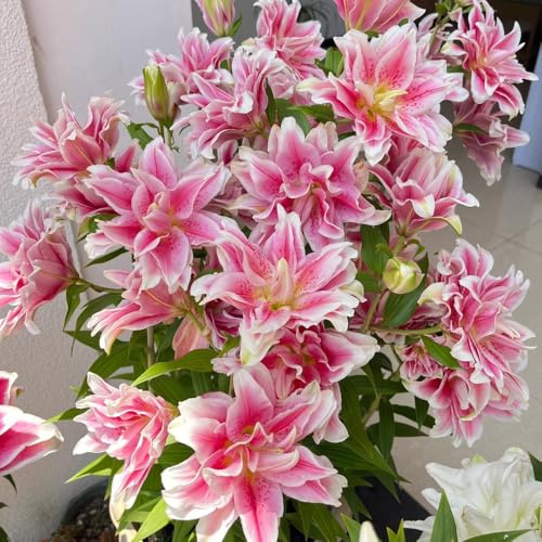 Bulbos de lirio resistentes - balcón jardín rocas, primaveral, perennes 7pcs