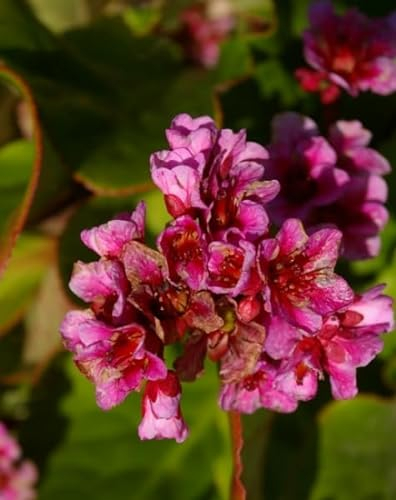 Riesen-Steinbrech Herbstblüte - Bergenie - Bergenia cordifolia Herbstblüte Stückzahl Rabatt 5er-Paket