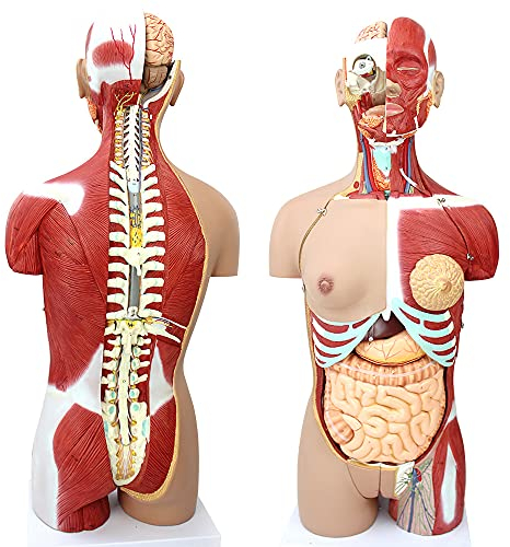 UIGJIOG Anatomischer Torso 85CM Menschliches Muskel-Torso-Organsystem, Anatomisches Modell Kann in 29 Teile Geteilt Werden, Torso, Innere Organe, Muskelanatomiemodell, Menschliches Organ-Lehrmodell