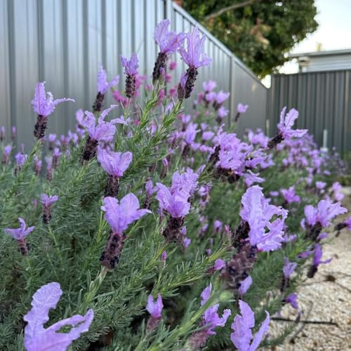 Semi di lavanda di lavanda resistenti perenni biologici, campo, perenni, Giardino da interni, esotiche resistenti 500pcs