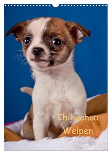 Chihuahua Welpen (Wandkalender 2026 DIN A3 hoch), CALVENDO Monatskalender: kleine Schönheiten (CALVENDO Tiere)