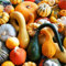 SEEDS PLAT FIRM-BELLFARM Mischkürbisse Zierkürbis * Samen (kein Boden), 10pcs, Berufspaket, essbare Cucurbita pepo
