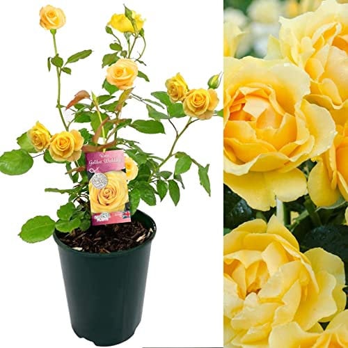 Golden Wedding Rose Bush - 50th Wedding Anniversary Plant - Give a Living Gift