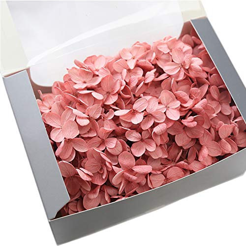 JWShang Konservierte Hortensien, konservierte Blume, exquisite gehobene unsterbliche Blumen, Heimdekoration, DIY, Geschenk für Muttertag, Liebhaber, Geburtstag, Valentinstag Geschenke