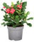 Plant in a Box - Euphorbia Milii 'Christusdorn' - Zimmerpflanze - Sukkulente - ⌀ 13 cm - Höhe 25-35 cm