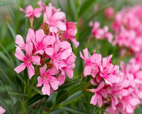 90 graines de fleurs de laurier-rose fraîches