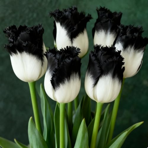 Tulpe- Winterharte Mehrjährige Tulpen rhizom- Ideale Gartenarbeit Seltene Tulpen Bepflanzung im Innen Außenbereich Gedeihen in Behältern-4 Rhizome-A