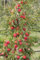 Pinova, Winterapfel, Buschbaum (kleinbleibend), 120-140cm, im Topf