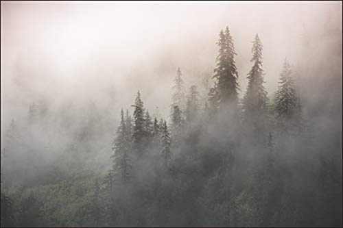 Muralo Fototapete Wald im Nebel 300 x 450 cm Vlies Tapete Wandtapeten Bäume Wohnzimmer Schlafzimmer Moderne Wandbilder XXL Landschaft Panorama Wand Dekoration