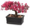 Hollyone Bonsaï Artificiel Rose 16,5 cm - Plante Décorative Japonaise d'Intérieur pour Bureau, Table