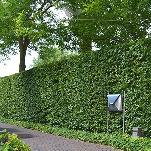 Gardline - Rotbuche 80-100 cm IM TOPF. 3-200 Fagus sylvatica Heckenpflanzen. Buchenhecke - 9 St. (ca. 1,5 Meter)