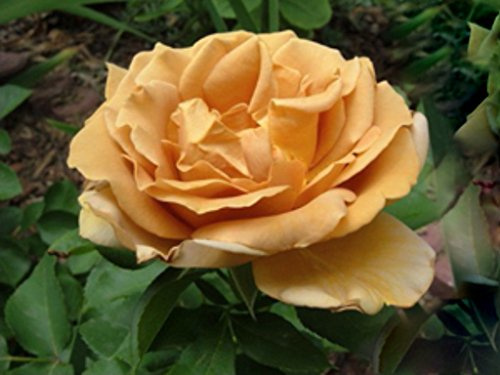 Caramel Cream Brown Rose 5 semi