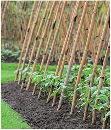 Tutor de bambú tailandés de 210cms de Altura, diametro 20-22mm. Pack de 50 Unidades. Tutores Muy Largos, válidos para Todo Tipo de Plantas.