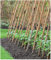 Tutor de bambú tailandés de 210cms de Altura, diametro 20-22mm. Pack de 50 Unidades. Tutores Muy Largos, válidos para Todo Tipo de Plantas.