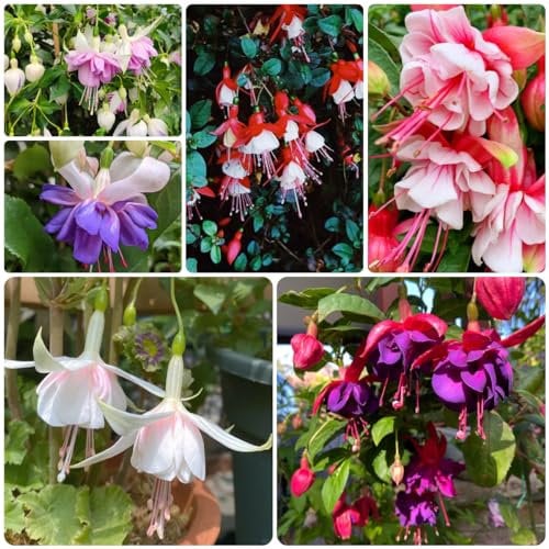 500 pcs fuchsien hängend samen, frühlingsblumen, kletterpflanze fuchsien baum - Fuchsia hybrida - wildblumenwiese, kletterpflanzen winterhart schnellwachsend bienenfreundliche blumensamen,