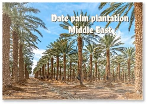 Plantation d'arbres adultes de palmiers dattiers pour une production alimentaire saine. L'agriculture des dattes se développe rapidement dans les zones désertiques du Moyen-Orient, aimant de