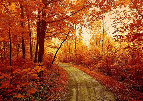 Poster Automne Nature Paysage Forêt Rouge Couché Soleil Wall Art 02