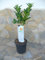 Citrus medica Baum, Digitata - Buddhas-Hand, Zitronatszitrone, Zitronat Zitrone