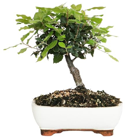 KENTIS - Steineichen-Bonsai - Quercus Ilex - Echter Eichen-Bonsai - Widerstandsfähige dekorative echte Pflanzen für den Außenbereich - H 25-35 cm Keramiktopf Ø 21 cm