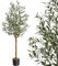 Olivier Artificiel 5FT, 150cm Grand Plantes Fausses, Plantes d'olivier artificielles avec Feuilles réalistes, Tronc en Bois, Fruits, pour l'intérieur, l'extérieur et Le Salon