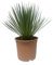 Yucca Rostrata - 50-60cm - Ø24cm - Plante de jardin