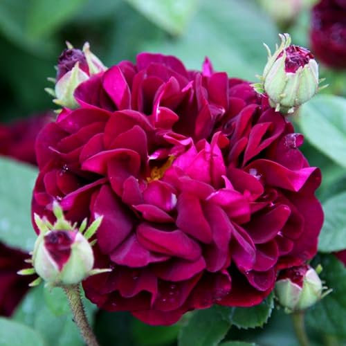 Carbeth Plants Rose Bush Tuscany Superb - 1 Rose Plant in 3L Pot - Potted Roses Plants Outdoor Garden Ready to Plant Flowers - Ideal Flowers for Garden Growing in Bed, Borders and Patio Pots