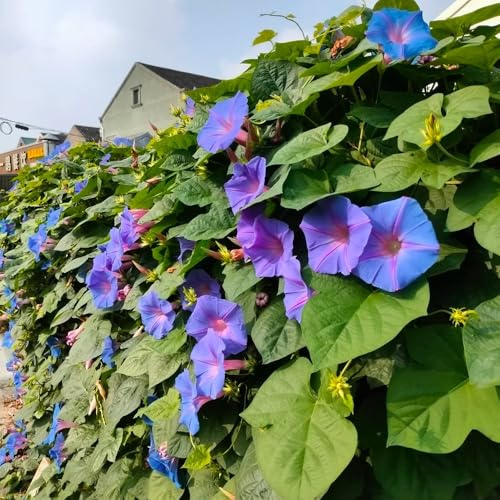 prunkwinde trichterwindesamen, exotische winterhart stauden bio bodendecker steingarten 1000pcs