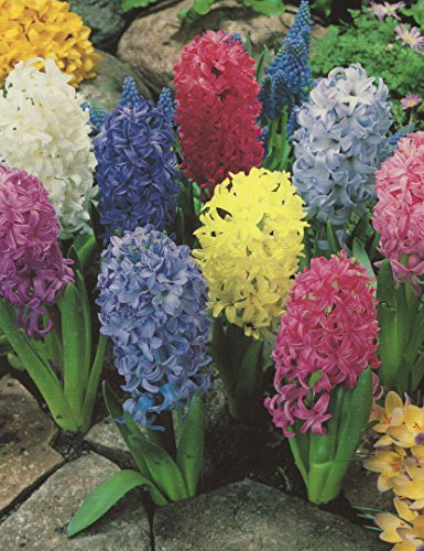 10 Hyazinthen gemischt duftend Blumenzwiebeln