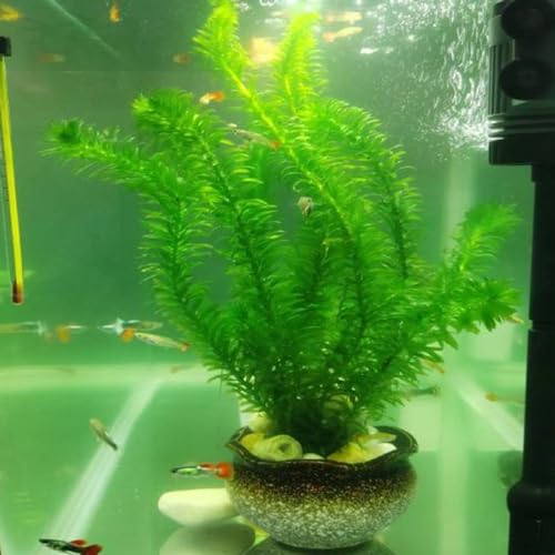 200 pcs wasserpest aquariumpflanzen echt samen, aquarium deko, pflanze (Elodea densa) pflanzensamen, samen geschenk wasserpflanzen, aquarienpflanzen aquariumpflanzen, aquarium dekoration