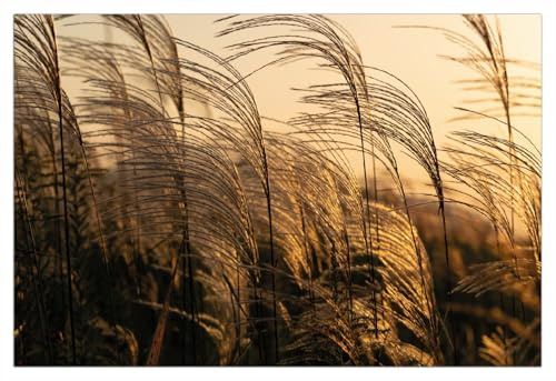 Wallario Glasbild Schilf im Wind - 60 x 90 cm Wandbilder Glas in Premium-Qualität: Brillante Farben, freischwebende Optik