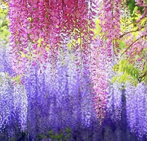 200 pezzi Semi di glicine viola semi di glicine misto ad alto rendimento facile da germoellare semi di fiori naturali assortiti per giardino Colore della miscela