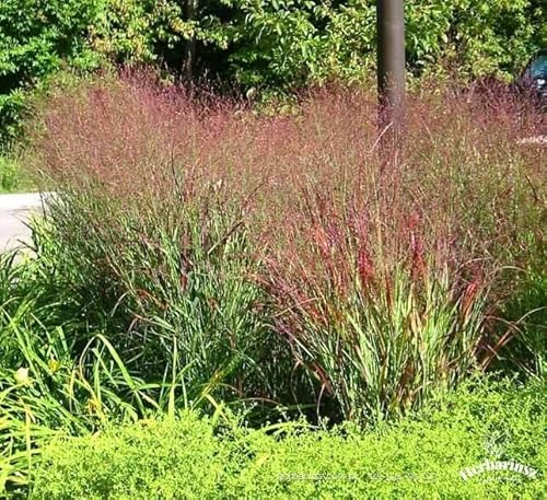 Rutenhirse rot Rotstrahlbusch (Panicum virgatum) 40 Samen