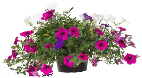 Petunia Plants, 'Celebration Mix', 20 x Full Plant Pack, Petunias, Bedding Plants, Garden Flowers, Garden Ready and Ready to Plant, Premium Quality Flowers