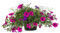 Petunia Plants, 'Celebration Mix', 20 x Full Plant Pack, Petunias, Bedding Plants, Garden Flowers, Garden Ready and Ready to Plant, Premium Quality Flowers