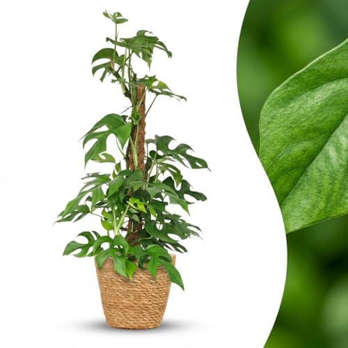 Green boutiQ - Zimmerpflanze - Mini Fensterblatt - Monstera Minima Moosstab - Grün - Pflegeleicht - 1 Pflanze - mit Korb - Topf 19cm - Höhe 90cm