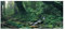 Pssopp Aquarium-Hintergrund-Plakat-Aufkleber Schöner PVC-klebender Riverway-Grün-Holz-Hintergrund-Plakat-Aquarium-Dekoration(61 * 41cm)