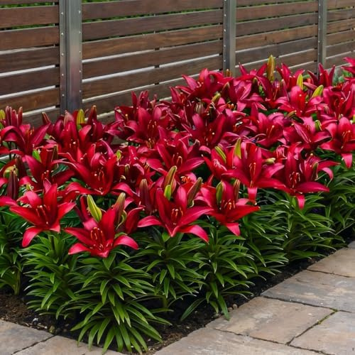 Bulbi Fiori Perenni da Esterno - 10 Bulbi di Giglio da Bordura Rosso - Piante e Fiori Esclusivi dall’Olanda - per giardino e vaso (grandi bulbi, non semi, non artificiali)