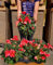 POWERS TO FLOWERS - BEGONIA PENDULA DA BALCONE, A FIORE ROSSO, 2 PIANTE, VASO 14 CM, piante vere