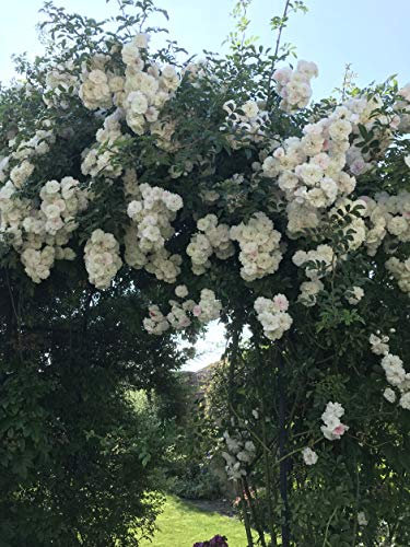 Highworth - 5.5lt Potted Repeat Rambling Garden Rose - Exclusive Listing! Wonderful Mass Displays of Cram/White Double Blooms, Ideal for Arches, Pillars & Trellis