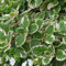 Plectranthus coleoids Variegatus (Feuerpflanze) [Vase Ø 14 cm]