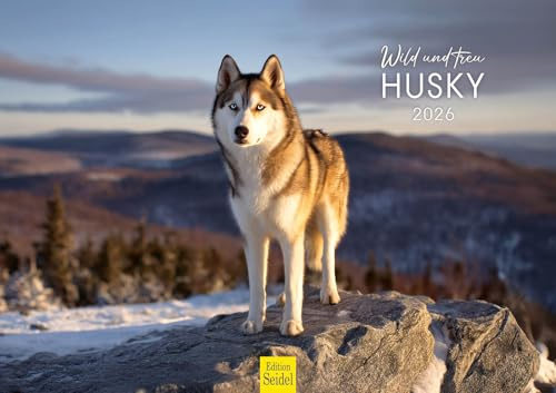 Edition Seidel Premium Kalender Wild und treu Husky 2026 Format DIN A3 Wandkalender Hundekalender Huskys Hund Welpe Hunderasse Haustier Haustiere