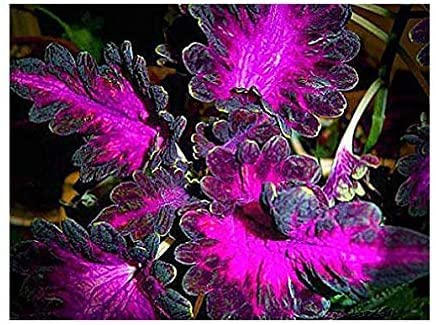 Coleus Black Dragon – Buntnessel – Exotische Schönheit mit fast schwarzem Blattschmuck – 10 Samen