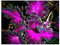 Coleus Black Dragon - Buntnessel - 10 Samen
