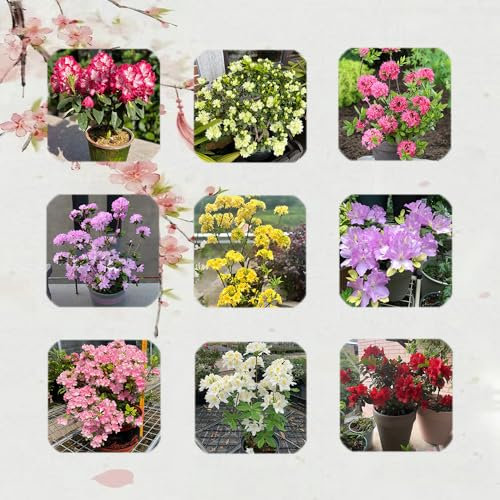 60 Pc Semi Resistenti Di Piante Di Azalea - Semi Di Rododendro, Albero Bonsai, Regali Sostenibili, Arbusti Resistenti Semi Dell'Albero Dei Bonsai Dell'Azalea, Piante Verdi, Decorazioni
