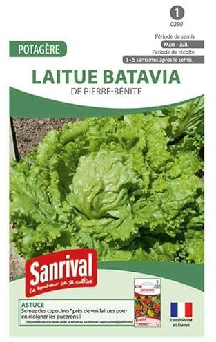 Graines de laitue Batavia Pierre Bénite