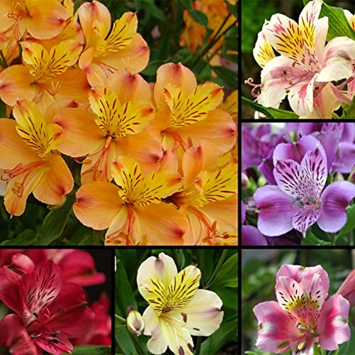 Haloppe 100 Stück Alstroemeria Lilie Blumen Pflanzen Samen für Hausgarten Pflanzen, Alstroemeria Lilie Samen Mix Farben Blumen Hauspflanze Garten Dekor