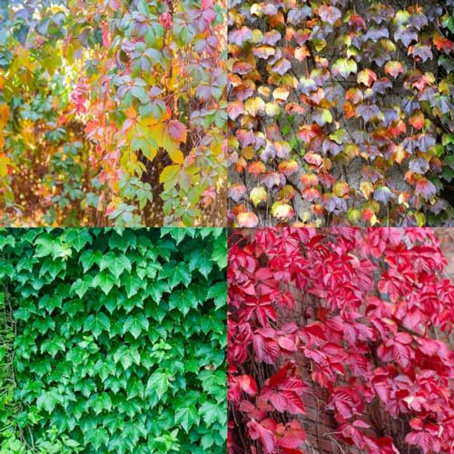100 pz Semi di Parthenocissus tricuspidata (vite vergine) Le piante da giardino sono piante perenni resistenti semi di piante Piante resistenti per il giardino le piante di vite sono