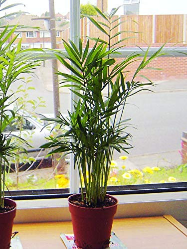 Portal Cool 30-40 cm de altura: Familia 1Pot vertical palma Chamaedorea Salón Evergreen Oficina Piso Planta de bambú